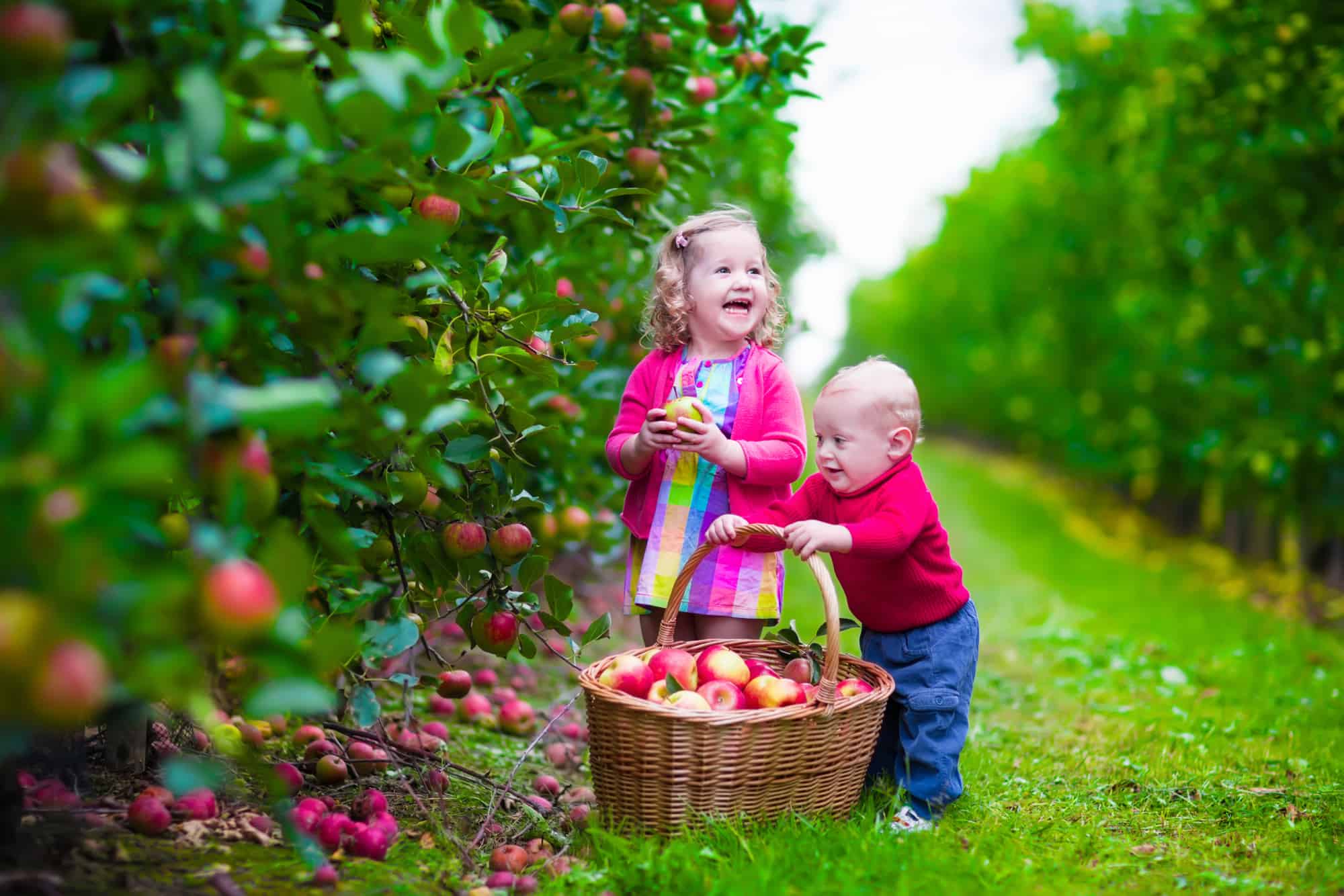 Kids picking fresh apples on a farm