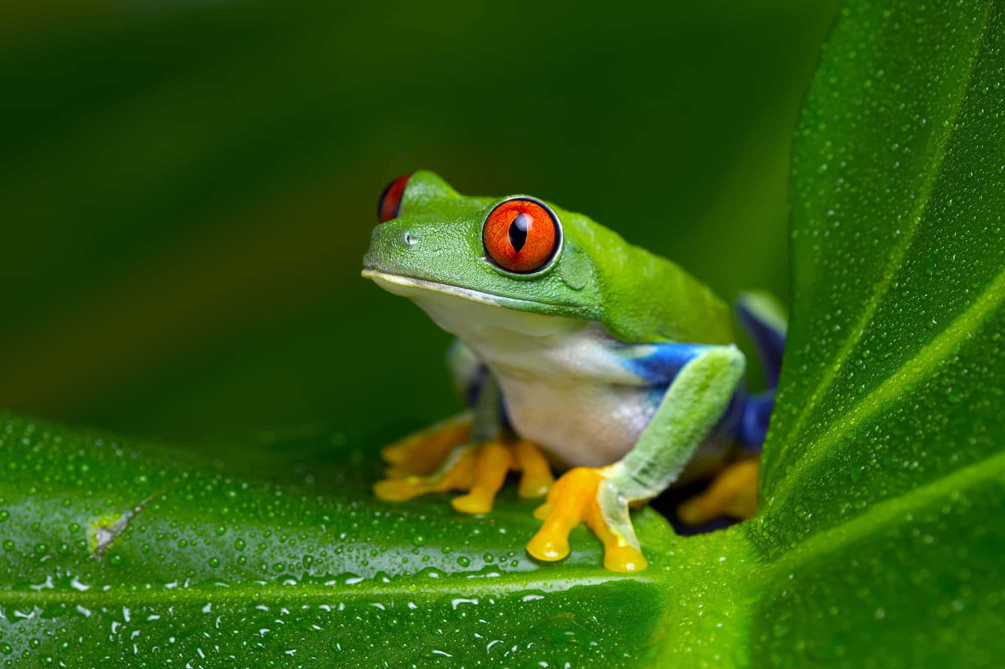 Red-Eyed Amazon Tree Frog